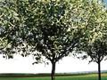 Prunus padus Image 2