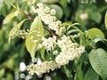 Prunus padus Image 4