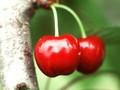 Prunus avium Bigarreau Burlat Image 1