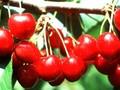 Prunus avium Geant d Hedelfingen Image 1