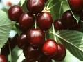 Prunus avium Kordia Image 1