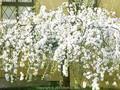 Prunus avium Pendula Image 1
