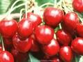 Prunus avium Schneiders Spate Image 1