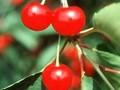 Prunus cerasus Ludwigs Fruhe Image 1