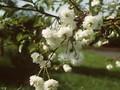 Prunus cerasus Rhexii Image 1