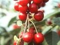 Prunus cerasus Schattenmorelle Image 1