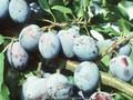 Prunus domestica Cacaks Fruchtbare Image 1