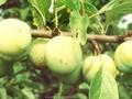 Prunus domestica subsp italica Oullin s Golden Gage Image 1