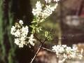 Prunus fruticosa Image 1