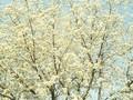 Prunus mahaleb Image 1