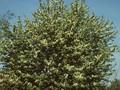 Prunus padus Purple Queen Image 1