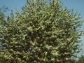 Prunus padus Watereri Image 1