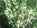 Prunus pumila Image 1