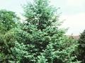 Pseudotsuga menziesii Caesia Image 1