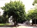 Pterocarya fraxinifolia Image 3