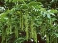 Pterocarya fraxinifolia Image 1