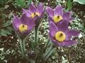 Pulsatilla slavica Image 1