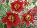 Pulsatilla vulgaris Rode Klokke Image 1