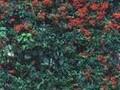 Pyracantha coccinea Image 1