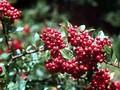 Pyracantha coccinea Kasan Image 1