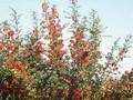Pyracantha coccinea Red Column Image 1