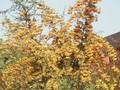 Pyracantha coccinea Soleil d Or Image 1