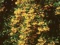 Pyracantha Orange Charmer Image 1