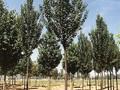 Pyrus communis Beech Hill Image 1