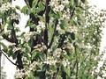 Pyrus communis Beech Hill Image 3