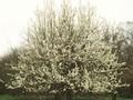 Pyrus caucasica Image 1