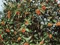 Pyrus chamaemespilus Image 1