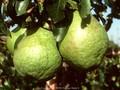 Pyrus communis Alexander Lucas Image 1