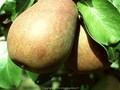 Pyrus communis Beurre Hardy Image 1
