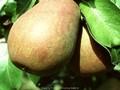 Pyrus communis Gellerts Butterbirne Image 1