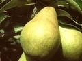 Pyrus communis William Precoce Image 1