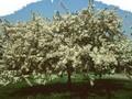 Pyrus sargentii Image 1