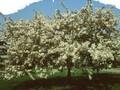 Pyrus sieboldii Image 1