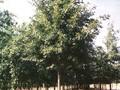 Quercus cerris Image 2
