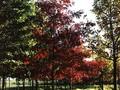 Quercus coccinea Image 3