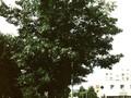 Quercus coccinea Image 2