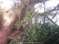 Quercus ilex Image 3