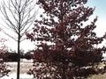 Quercus robur Image 3