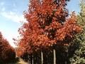 Quercus rubra Image 1