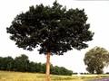 Quercus rubra Image 2