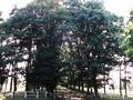 Quercus rubra Image 3