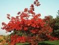 Quercus borealis var maxima Image 1