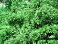 Quercus castaneifolia Image 1