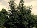 Quercus cerris Image 1