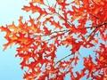 Quercus coccinea Image 1