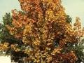 Quercus conferta Image 1